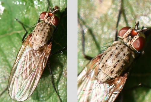 Réf. 269 144 : Botanophila fugax